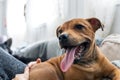 Staffordshire bullterrier are relaxing indoors panting and smiling while laying on the couch.
