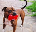 Staffy dog and toy Royalty Free Stock Photo