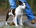 Staffordshire Pup Royalty Free Stock Photo