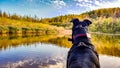 A dog looking over a lake Royalty Free Stock Photo