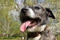 Staffordshire Terrier Cross Lurcher Dog