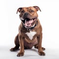 Staffordshire terrier dog close up portrait isolated on white background. Brave pet, loyal friend, Royalty Free Stock Photo