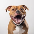 Staffordshire terrier dog close up portrait isolated on white background. Brave pet, loyal friend, Royalty Free Stock Photo