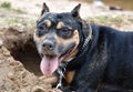 Staffordshire Terrier dog digging sand Royalty Free Stock Photo