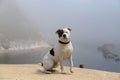 Staffordshire terrier dog in Durdle Door Royalty Free Stock Photo