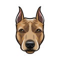 Staffordshire Terrier dog head. Dog portrait. Staffordshire terrier muzzle, face. Dog breed. Vector. Royalty Free Stock Photo