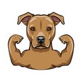 Staffordshire Terrier dog. Muscles. Dog bodybuilder. Strong Staffordshire Terrier. Dog portrait. Vector.