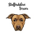 Staffordshire Terrier dog portrait. Dog breed. Staffordshire terrier head, face, muzzle. Vector. Royalty Free Stock Photo