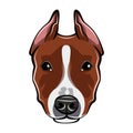 Staffordshire Terrier dog portrait. Dog head, face, muzzle. Staffordshire Terrier breed. Vector.