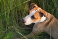 Staffordshire terrier dog portrait in natural park. Cute mixed b