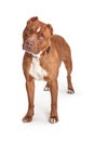 Staffordshire Terrier Dog Standing Over White Royalty Free Stock Photo