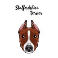 Staffordshire Terrier face. Dog head muzzle. Staffordshire terrier dog breed. Vector. Royalty Free Stock Photo