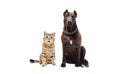 Staffordshire terrier and funny cat Scottish Straight sitting together Royalty Free Stock Photo