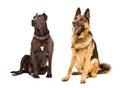 Staffordshire Terrier and German Shepherd Royalty Free Stock Photo