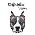 Staffordshire Terrier haed. Dog portrait. Staffordshire terrier face, muzzle. Dog breed. Vector. Royalty Free Stock Photo