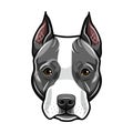 Staffordshire Terrier head. Dog portrait. Cute pet. Staffordshire terrier dog breed. Vector. Royalty Free Stock Photo