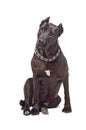 Staffordshire terrier interestedly looks Royalty Free Stock Photo