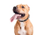 Staffordshire Terrier