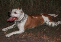 Staffordshire Terrier lying on the grass tired. Evil dirty dog Royalty Free Stock Photo