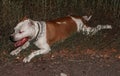 Staffordshire Terrier lying on the grass tired. Evil dirty dog Royalty Free Stock Photo