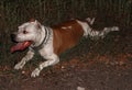 Staffordshire Terrier lying on the grass tired. Evil dirty dog Royalty Free Stock Photo