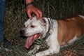 Staffordshire Terrier lying on the grass tired. Evil dirty dog Royalty Free Stock Photo