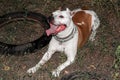 Staffordshire Terrier lying on the grass tired. Evil dirty dog Royalty Free Stock Photo