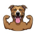 Staffordshire Terrier. Muscles. Dog bodybuilder, sportsman. Smiling dog portrait. Vector.