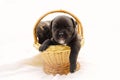 Staffordshire terrier one-month puppies. Young puppy dog sitting in basket. Puppy dog looking at camera with puppy dog eyes. One Royalty Free Stock Photo