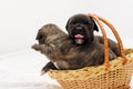 Staffordshire terrier one-month puppies. Young puppy dog sitting in basket with tongue sticking out. Puppy dog looking at camera Royalty Free Stock Photo