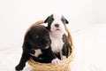 Staffordshire terrier one-month puppies. Young puppy dog sitting in basket with tongue sticking out. Puppy dog looking at camera Royalty Free Stock Photo