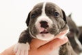 Staffordshire terrier one-month puppy dog head. Young puppy dog lying on hand. Royalty Free Stock Photo