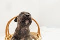 Staffordshire terrier one-month puppy dog. Young puppy dog sitting in basket. Brown one month puppy dog Royalty Free Stock Photo