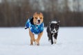 Staffordshire Terrier, Pit Bull and Border Collie dogs walking in the countryside on a snowy field Royalty Free Stock Photo