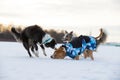 Staffordshire Terrier, Pit Bull and Border Collie dogs walking in the countryside on a snowy field Royalty Free Stock Photo