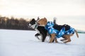 Staffordshire Terrier, Pit Bull and Border Collie dogs walking in the countryside on a snowy field Royalty Free Stock Photo