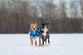 Staffordshire Terrier, Pit Bull and Border Collie dogs walking in the countryside on a snowy field Royalty Free Stock Photo