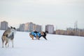 Staffordshire Terrier, Pit Bull and Border Collie dogs walking in the countryside on a snowy field Royalty Free Stock Photo