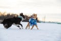 Staffordshire Terrier, Pit Bull and Border Collie dogs walking in the countryside on a snowy field Royalty Free Stock Photo