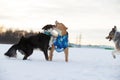 Staffordshire Terrier, Pit Bull and Border Collie dogs walking in the countryside on a snowy field Royalty Free Stock Photo