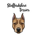 Staffordshire Terrier portrait. Dog head. American Staffordshire Terrier breed. Dog face, muzzle. Vector.