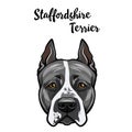 Staffordshire Terrier portrait. Dog head. Domestic dog face. Staffordshire terrier breed. Vector. Royalty Free Stock Photo