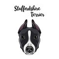 Staffordshire Terrier portrait. Dog head. Staffordshire Terrier breed. Vector. Royalty Free Stock Photo