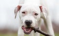 Staffordshire terrier puppy gnaws a stick