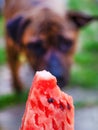 Staffordshire Terrier wants to try a red juicy watermelon , dogs love fruit concept