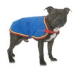Stafforshire bull terrier and coat Royalty Free Stock Photo