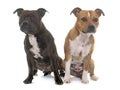 Stafforshire bull terriers