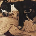 Staffy bully breed sleeping