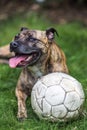 Staffy Lurcher cross with ball Royalty Free Stock Photo
