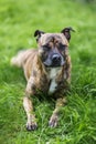 Staffy Lurcher cross portrait format Royalty Free Stock Photo